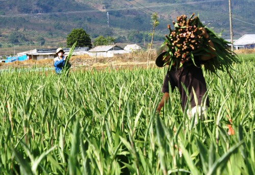 Hoa dừa cạn rủ, hoa dua can ru, hoa Tết, hoa Tet, hạt giống hoa, hoa treo, dạ yến thảo, hoa treo ban công, hoa phong lu, hoa phong lu thao, hoa phong lữ, hoa phong lữ thảo, hạt giống hoa oải hương, bán hạt giống hoa oải hương, hat giong hoa oai huong, hạt giống  chất lượng cao, hat giong hoa , hat giong hoa chat luong cao, hoa trong tham, hoa trong chau,